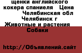 щенки английского кокера спаниеля › Цена ­ 3 000 - Челябинская обл., Челябинск г. Животные и растения » Собаки   